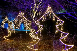 Illuminated trees at Kingston Lacy