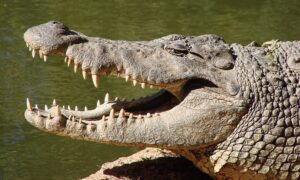 Crocodile lead close-up