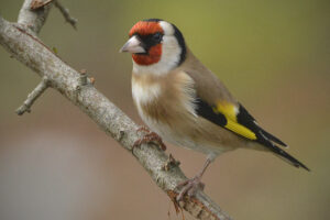 Goldfinch on a branch